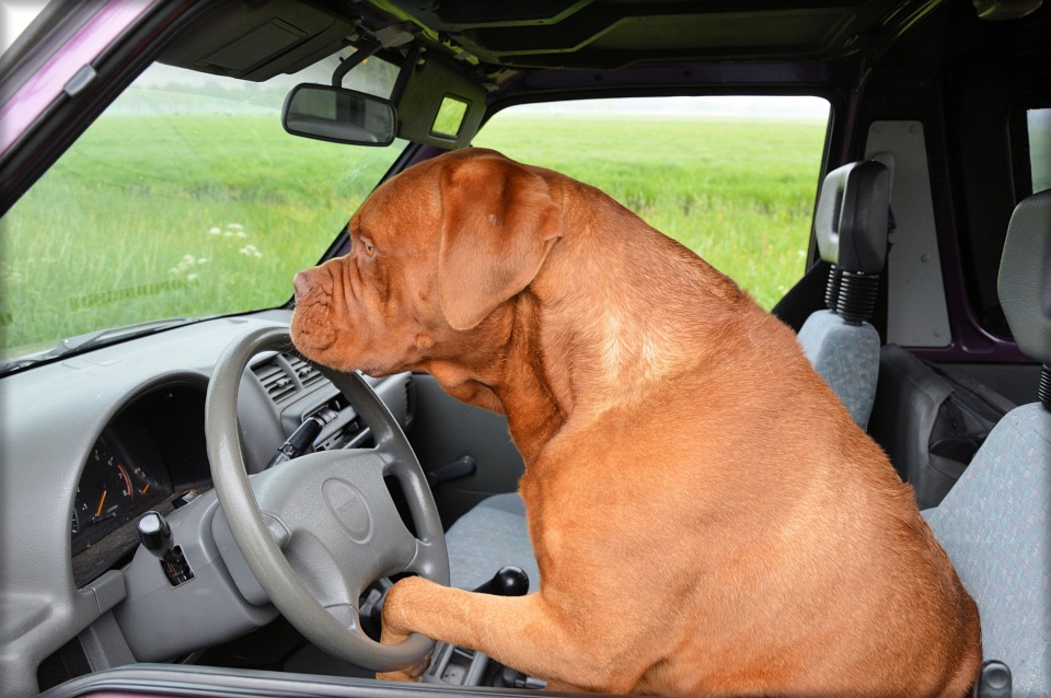 Can I Transport Animals in my Van?