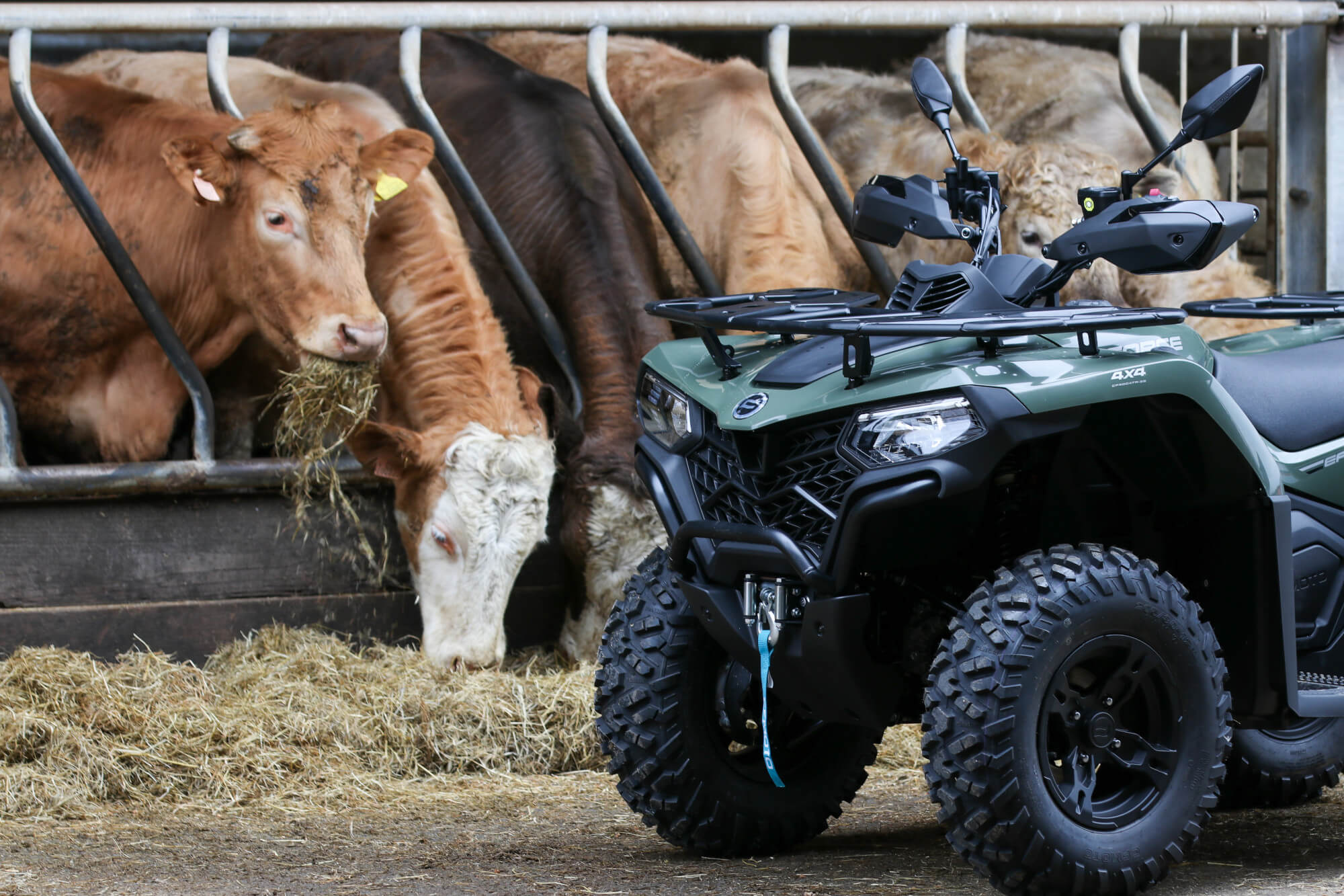 CFMOTO CFORCE 450 quad bike next to cows on a working farm