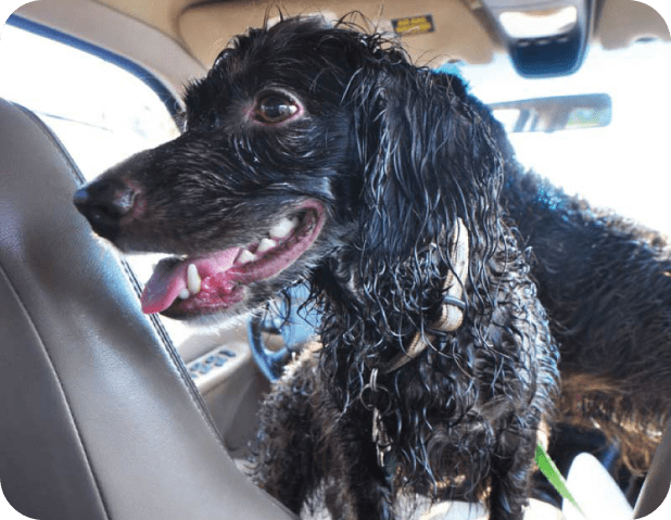 Supaguard Mucky Pets 1 - Norman Motors Ltd