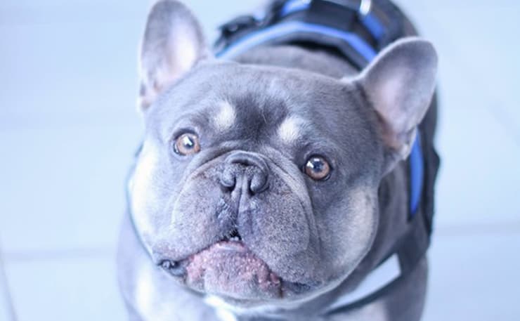 Henry the Dealing Dog