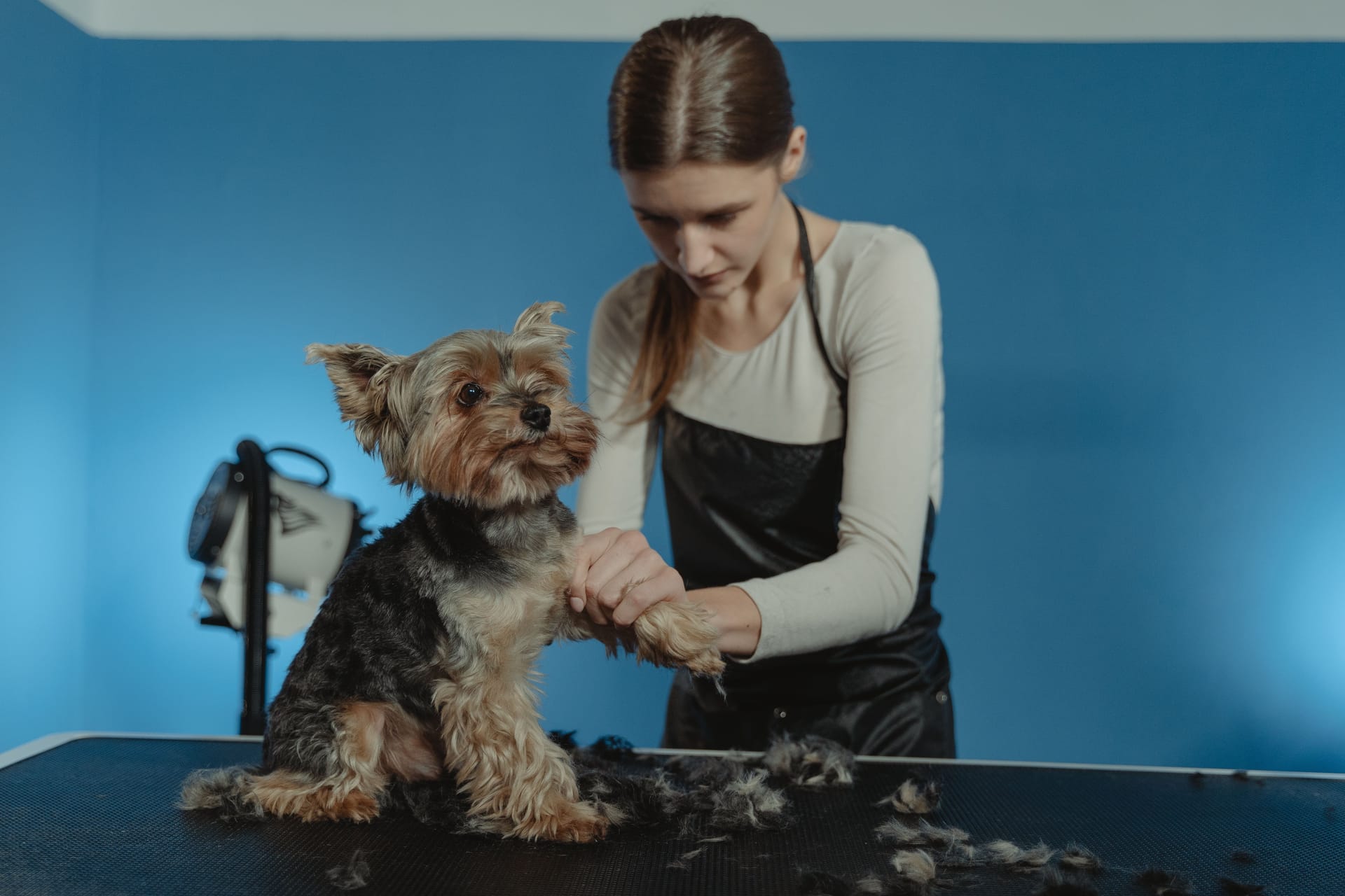 Best Vans for Dog Groomers, Mobile Pet Services &amp; Animal Care Pros in 2025