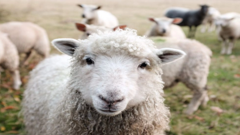 Royal Cornwall Show